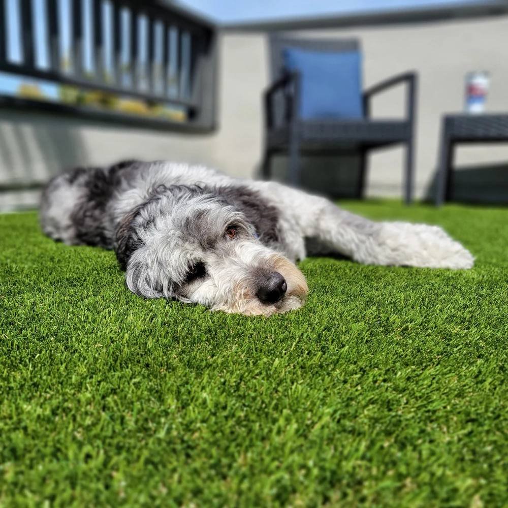 Pet-Friendly Artificial Turf Installation